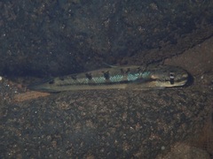 Sicyopterus pugnans