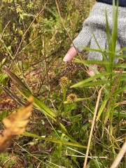 Sparganium americanum