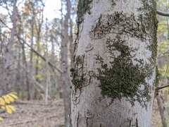 Frullania eboracensis