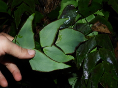 Adiantum macrophyllum
