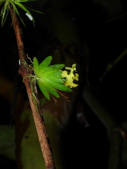 Erycina pumilio