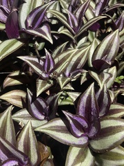 Tradescantia zebrina zebrina
