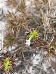 Gratiola hispida