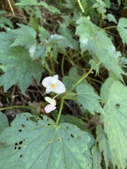 Begonia palmata