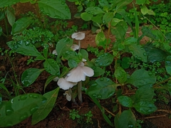 Termitomyces