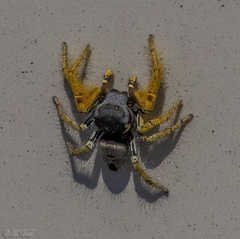 Phidippus arizonensis