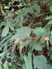 Begonia palmata
