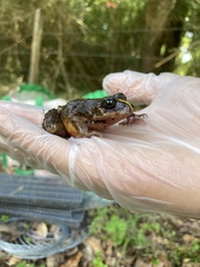 Eupsophus emiliopugini