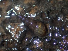Melanoides tuberculata