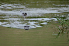 Hydrictis maculicollis