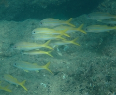 Mulloidichthys vanicolensis