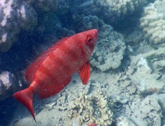 Priacanthus hamrur