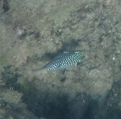 Canthigaster jactator