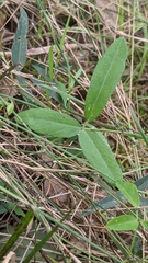 Glycine tabacina