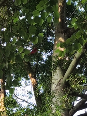 Piranga rubra