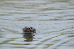 Hydrictis maculicollis