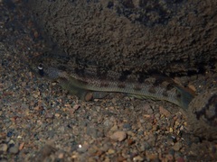 Sicyopterus pugnans