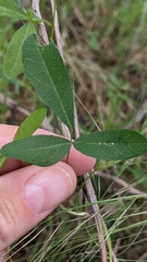 Glycine tabacina