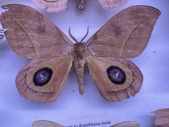 Automeris randa