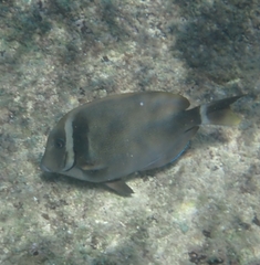 Acanthurus leucopareius