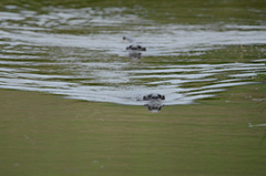 Hydrictis maculicollis