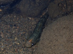 Sicyopterus pugnans