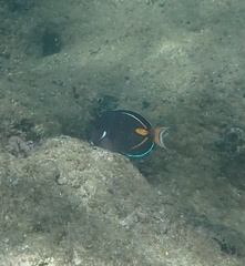 Acanthurus achilles
