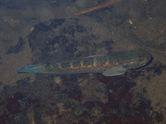 Sicyopterus pugnans