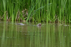 Hydrictis maculicollis