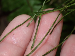 Psilotum nudum