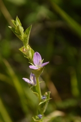 Triodanis
