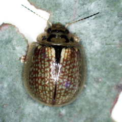 Paropsisterna agricola