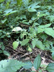 Dichrocephala integrifolia