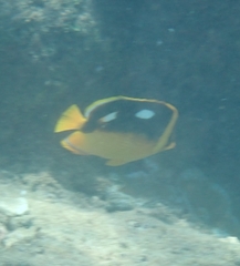 Chaetodon quadrimaculatus