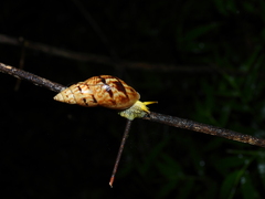 Drymaeus