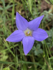 Wahlenbergia stricta