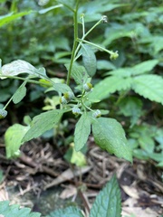 Dichrocephala integrifolia