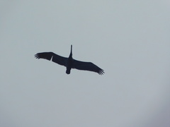 Pelecanus occidentalis