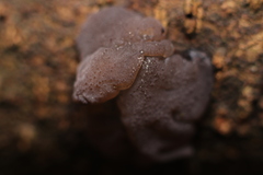 Exidia novozealandica