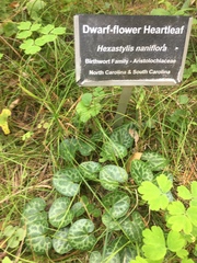 Hexastylis naniflora