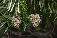 Ozothamnus ferrugineus