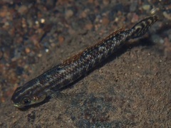 Stiphodon elegans
