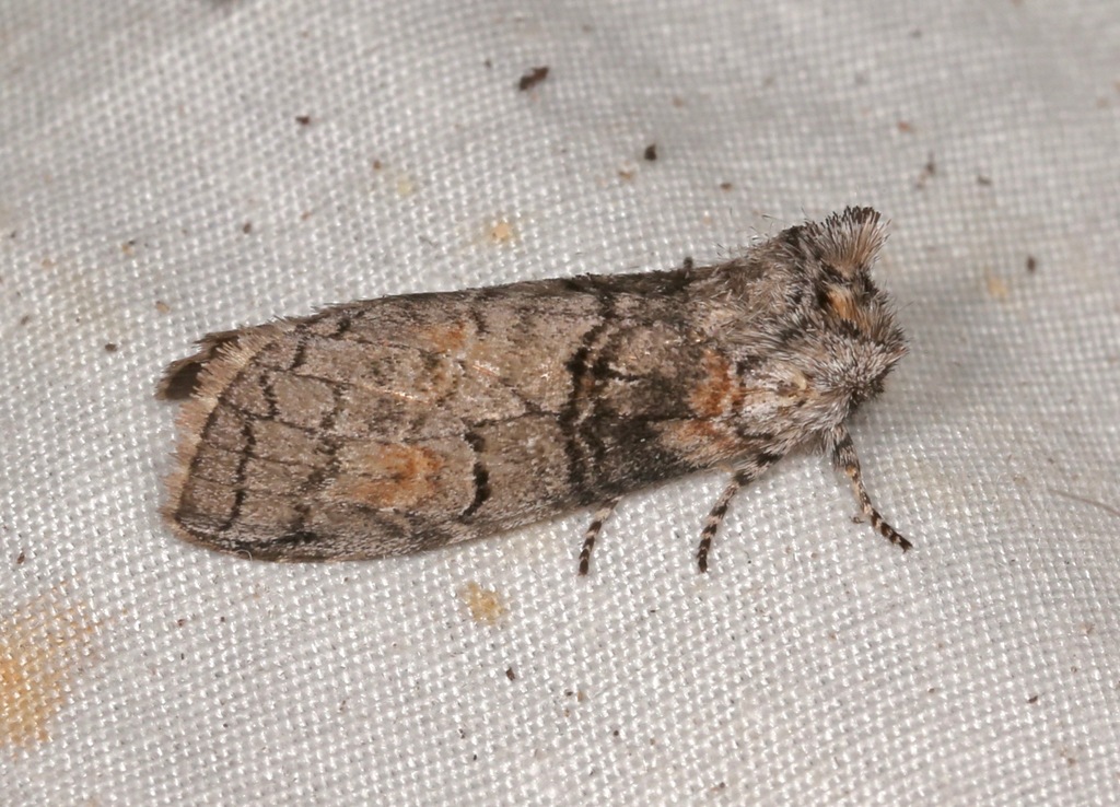 Mimosa Prominent