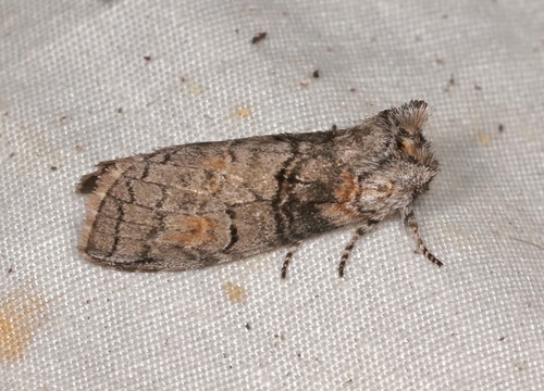 Afilia oslari Dyar, 1904