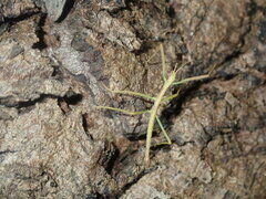 Didymuria violescens