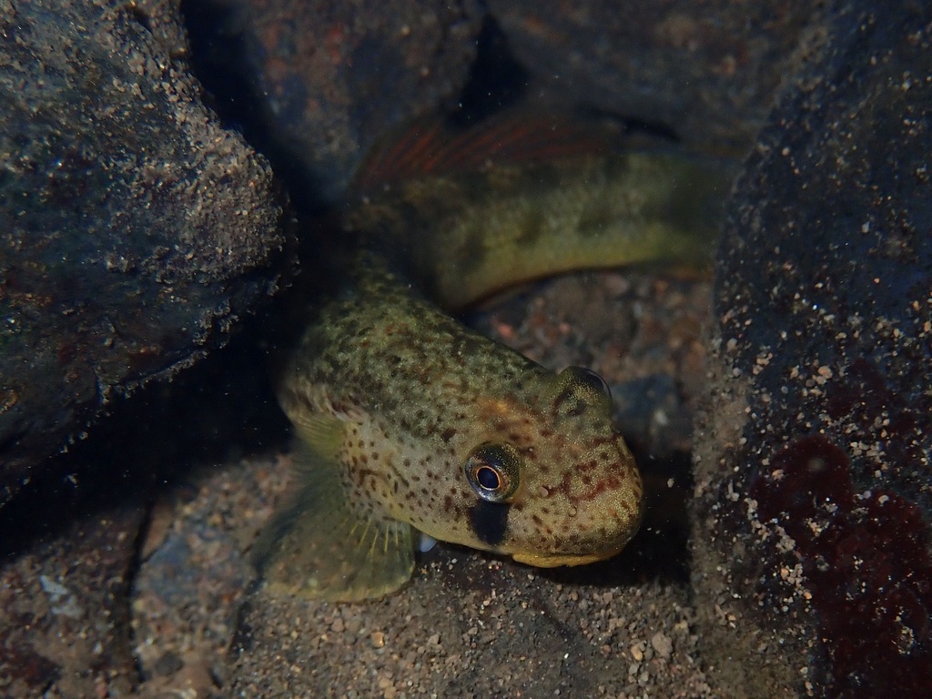 Sicyopterus pugnans from Papetō'ai, Moorea-Maiao, French Polynesia on ...