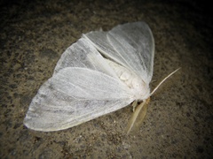 Arctornis chichibense