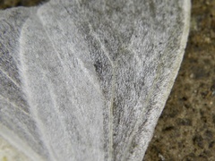 Arctornis chichibense