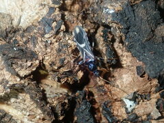 Ectomocoris decoratus