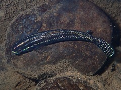 Stiphodon elegans
